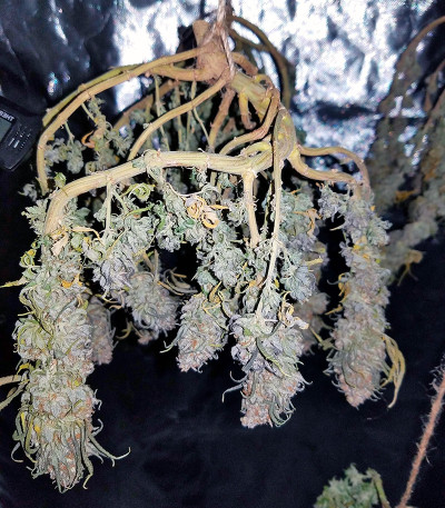 Blue Dream fem (Humboldt Seeds) семена конопли