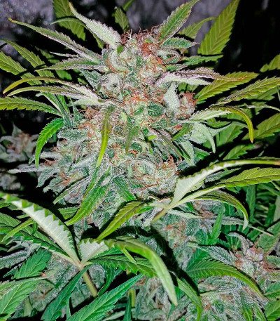 Blue Dream Auto fem (Humboldt Seeds) семена конопли