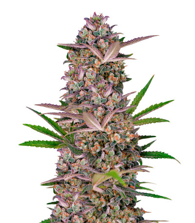 Bruce Banner Auto (Sweet Seeds) семена конопли