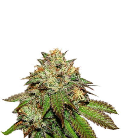 Купить семена каннабиса Bubba Kush шишки