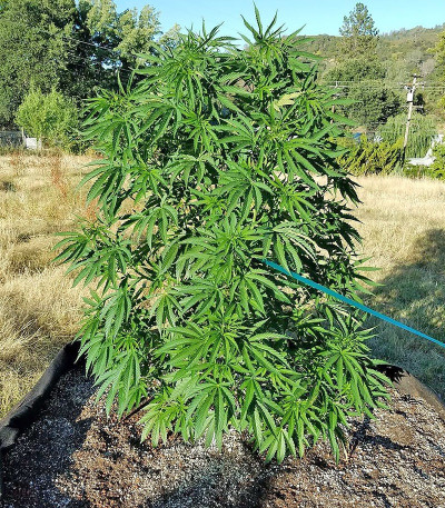 Bubble Gum fem (Serious Seeds) семена конопли