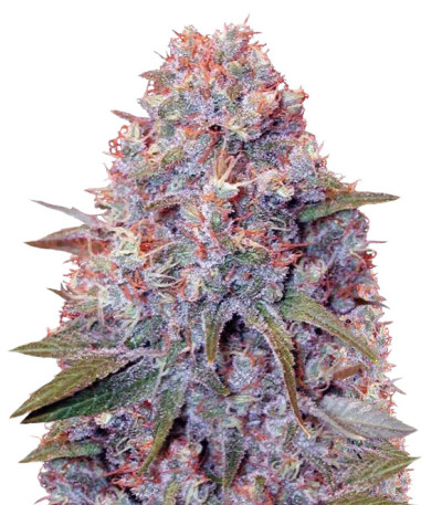 Caramelino fem (Victory Seeds) семена конопли