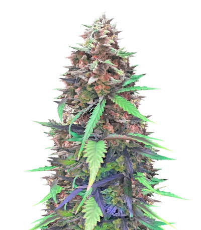 Chocolate Orange Auto fem (Dr. Krippling Seeds) семена конопли