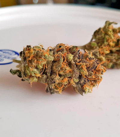 Critical + fem (Dinafem Seeds) семена конопли