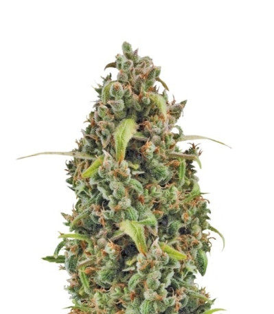 Diesel Automatic fem (Royal Queen Seeds) семена конопли