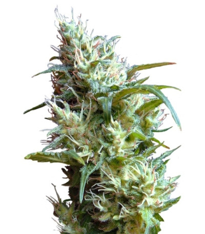 Flash Back #2 fem (Sweet Seeds) семена конопли