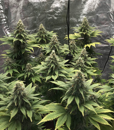 Gorilla Glue #4 fem (Original Sensible Seeds) семена конопли