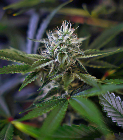 HighCloudZ Auto fem от Green House Seeds семена конопли