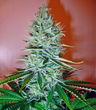 Ice Cream fem (Paradise Seeds) семена конопли