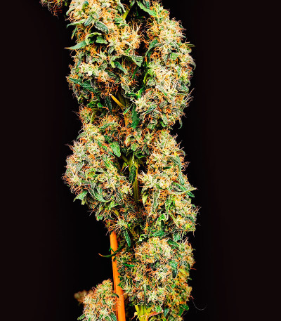 Jamnesia Haze fem (Dr. Krippling Seeds) семена конопли