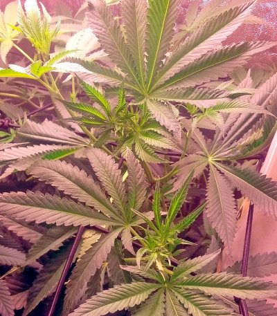 Karamelo (Kreamy Karamel) fem семена конопли