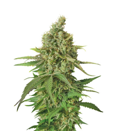 Moby Dick CBD fem семена конопли