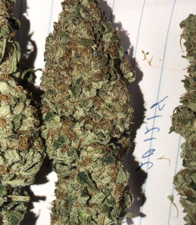 Northern Lights fem (Pyramid Seeds) семена конопли