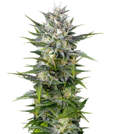 Pineapple Skunk fem (Humboldt Seeds) семена конопли
