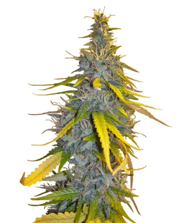 S.A.D. Sweet Afgani Delicious F1 Fast Version fem (Sweet Seeds) семена конопли