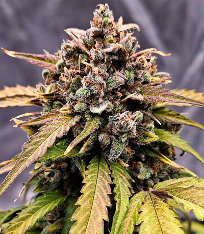 Sour Jealousy Auto fem (FastBuds) семена конопли