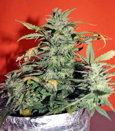 Speed Devil #2 Auto fem (Sweet Seeds) семена конопли