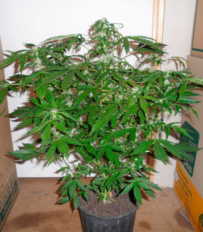 Super Skunk Auto Fem (Vision Seeds) семена конопли