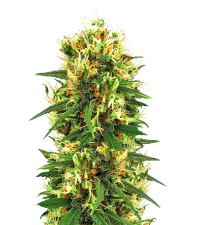 Семена марихзуаны Tangerine Dream Auto от Barney's Farm