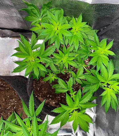 Семена конопли сорта White Widow