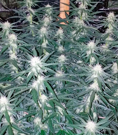 White Cheese Autoflowering fem (Dinafem Seeds) семена конопли