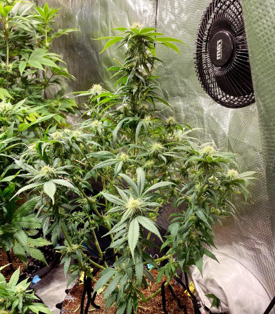 Zkittzy Gorilla fem (Original Sensible Seeds) семена конопли