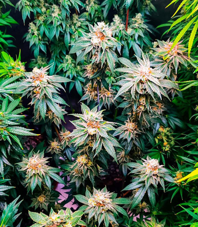 Persian Pie fem (Green House Seeds) семена конопли