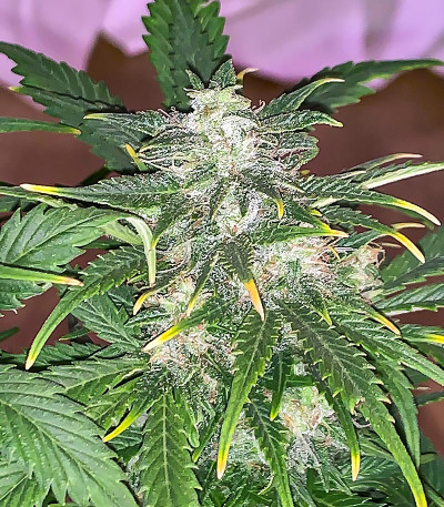 Wedding Crasher Auto fem (High Speed ​​Buds) семена конопли