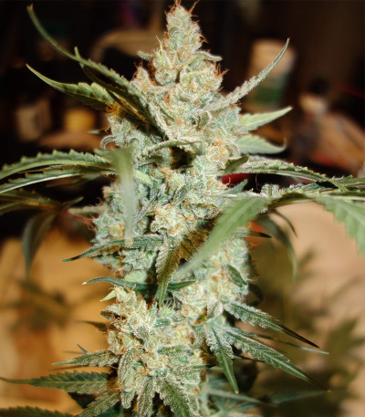 Auto Collection #2 (00 Seeds) микс семян конопли
