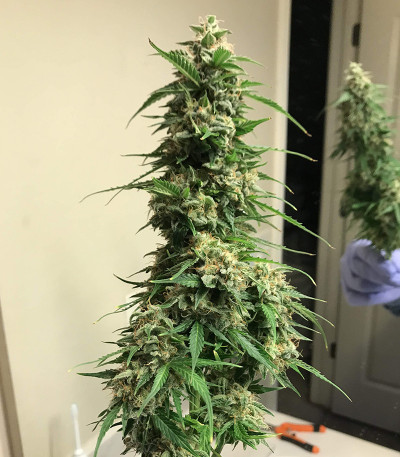 Auto Collection #2 (00 Seeds) микс семян конопли
