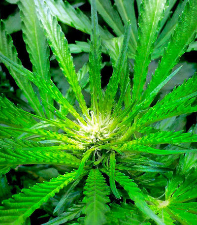 Afghan Kush X Black Domina fem (World of Seeds) семена конопли