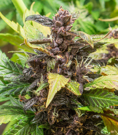 Auto Purple fem (Pyramid Seeds) семена конопли
