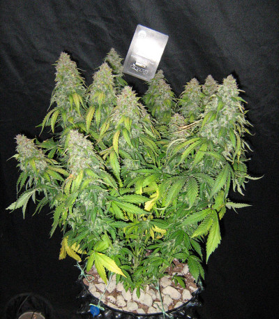 Auto Tutankhamon fem (Pyramid Seeds) семена конопли