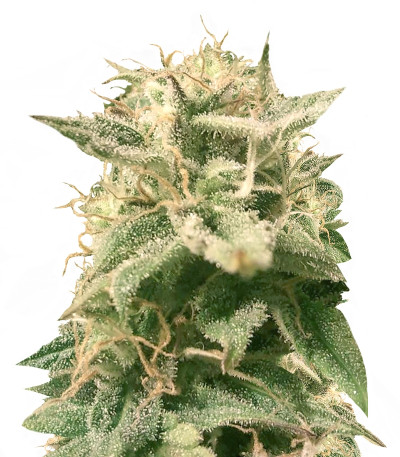 Auto Bubble fem (Female Seeds) семена конопли