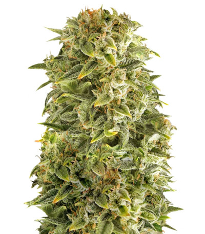 Auto Haze fem (Female Seeds) семена конопли