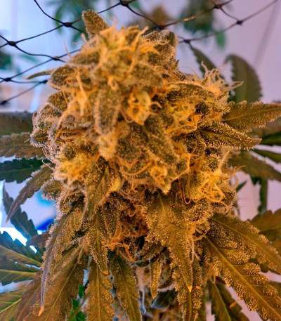 Big Band fem семена конопли