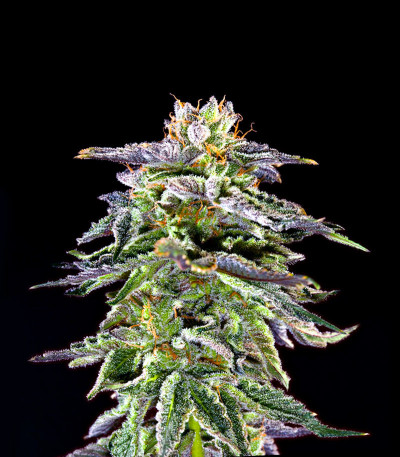 Black Cherry Punch fem (Pyramid Seeds) семена конопли