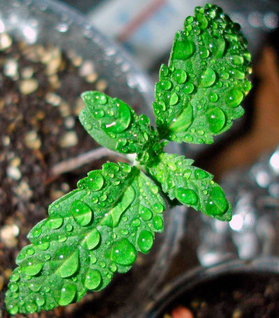 Сорт конопли Blue Kush Autoflowering 