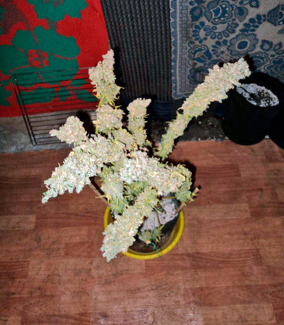 Bubble Gum reg (Serious Seeds) семена конопли