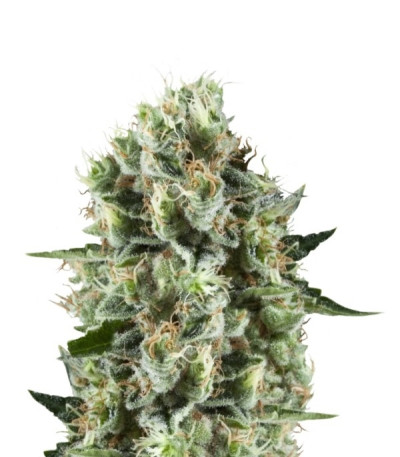 Critical Kush fem (Royal Queen Seeds) семена конопли