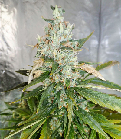 Critical Neville Haze Auto fem (Delicious Seeds) семена конопли