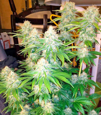Ice fem (Nirvana Seeds) семена конопли