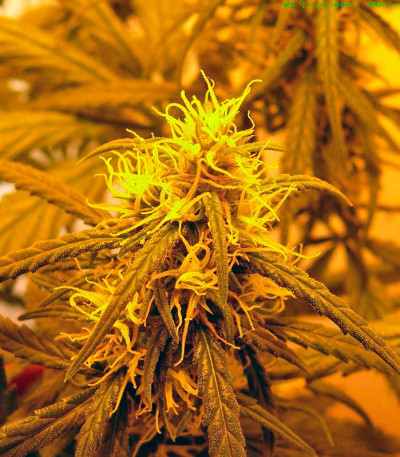 Семена каннабиса Jorge’s Diamonds #1 