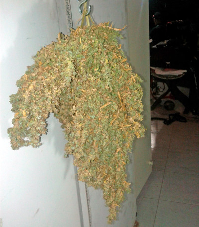 Mikromachine Auto fem семена конопли