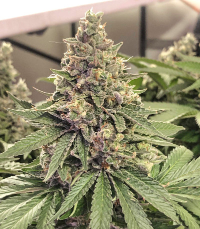 Northern Lights fem (Pyramid Seeds) семена конопли