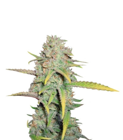 O.G. Kush fem (Royal Queen Seeds) семена конопли