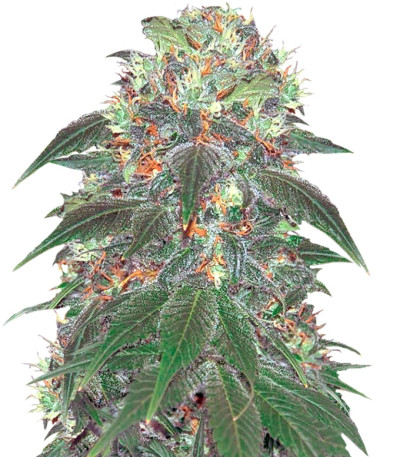 Punky Lion fem (Samsara Seeds) семена конопли