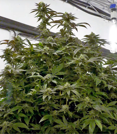 Remo Chemo fem (Dinafem Seeds) семена конопли