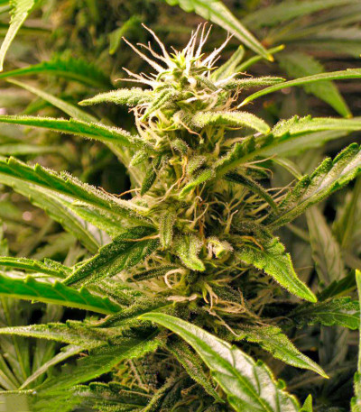 Colombian Gold Ryder Auto fem (Sweet Coffee Ryder auto) семена конопли