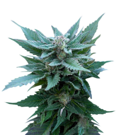 The Church fem семена конопли